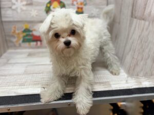 ➄Mix(マルチーズ×チワワ)　総額￥341,220(税込)→12/30まで￥140,000(税込)