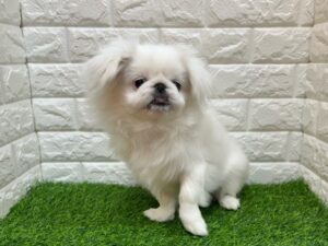 ペキニーズ ￥119,900(税込)