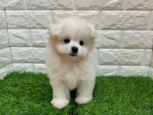 ⑭ポメラニアンalt=