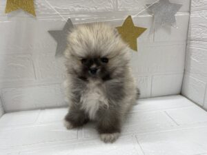 ⑭ポメラニアンalt=