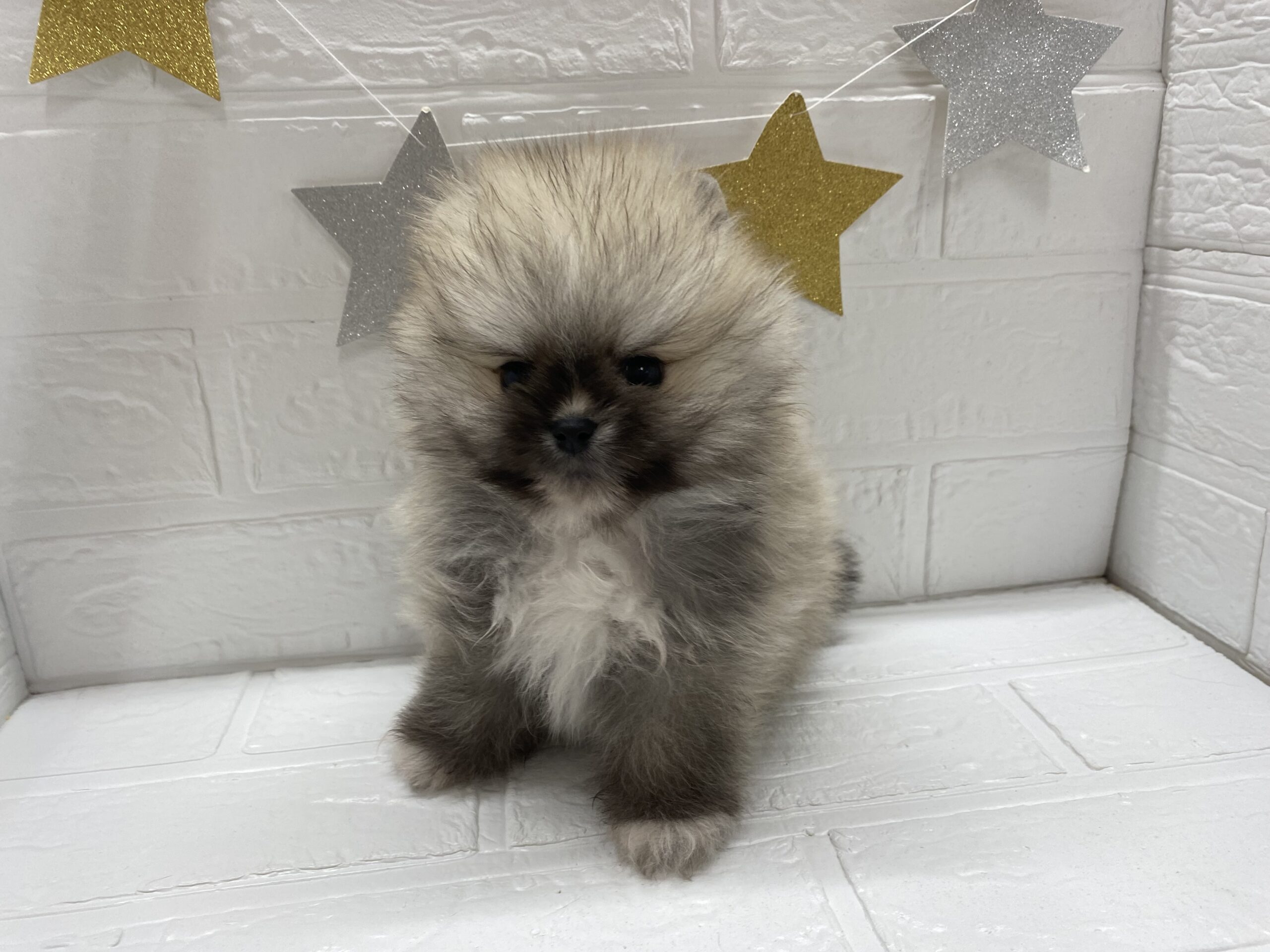 ⑭ポメラニアン