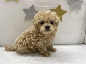 ③MIX(父トイプードル×母マルチーズ)￥372,900(税込)→11/24まで￥339,900(税込)