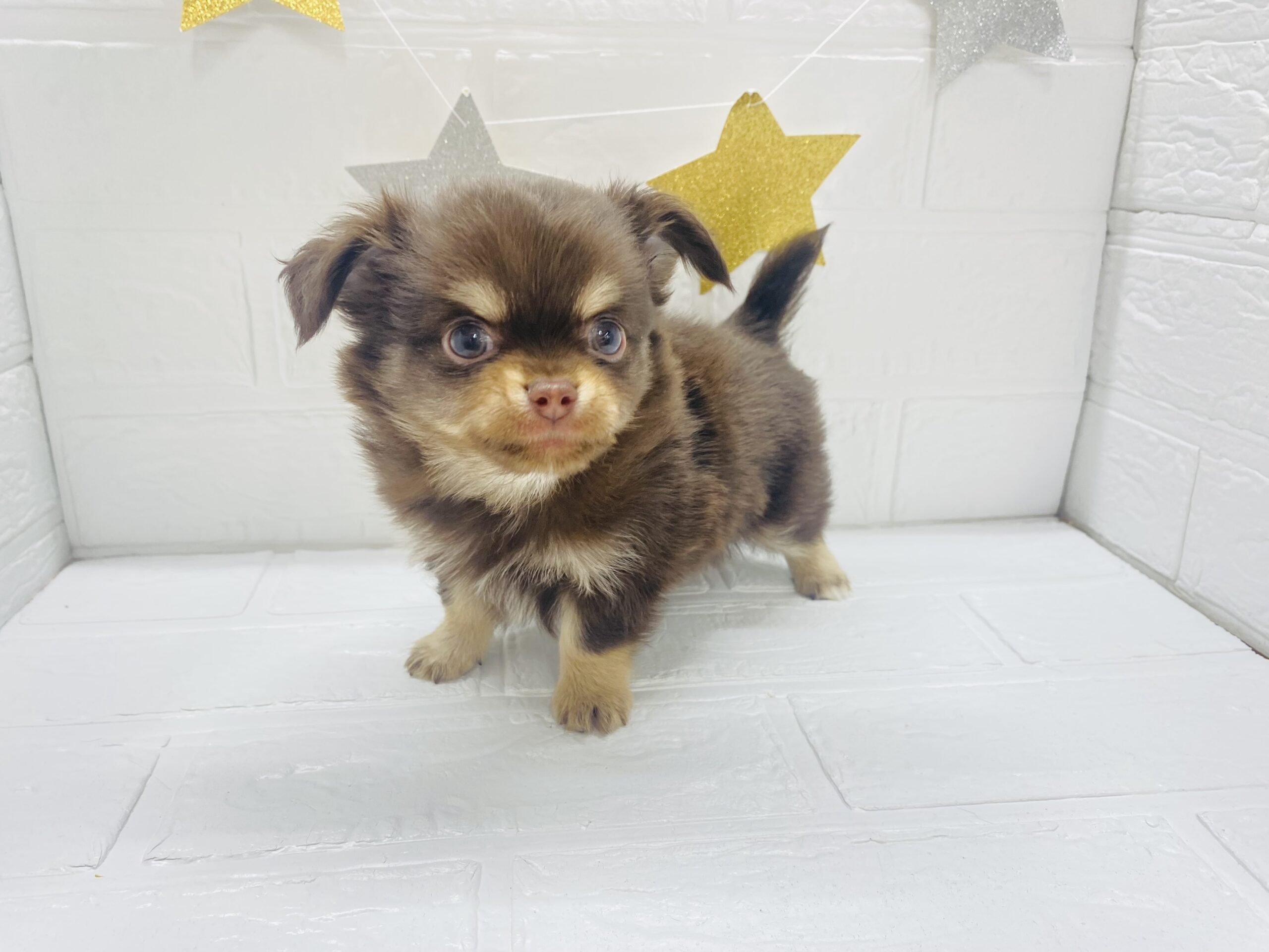 ②チワワ(ロング)