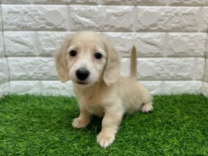 ミニチュアダックスフンド(ロング) ￥328,900(税込)→12/30まで￥295,900(税込)