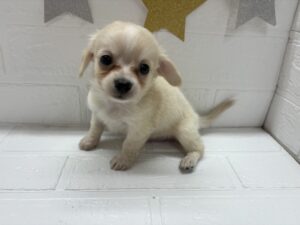 MIX(父チワワ(ロング)×母ミニチュアダックスフンド(ロング))￥262,900(税込)→11/24まで￥229,900(税込)