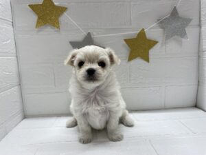 ⑪MIX(父チワワ(ロング)×母マルチーズ)￥273,900(税込)→11/24まで￥240,900(税込)