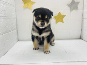 ⑪柴犬￥284,900(税込)