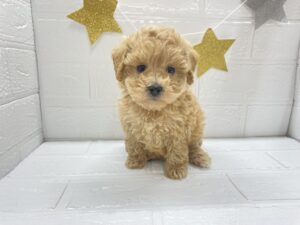 トイプードルalt=