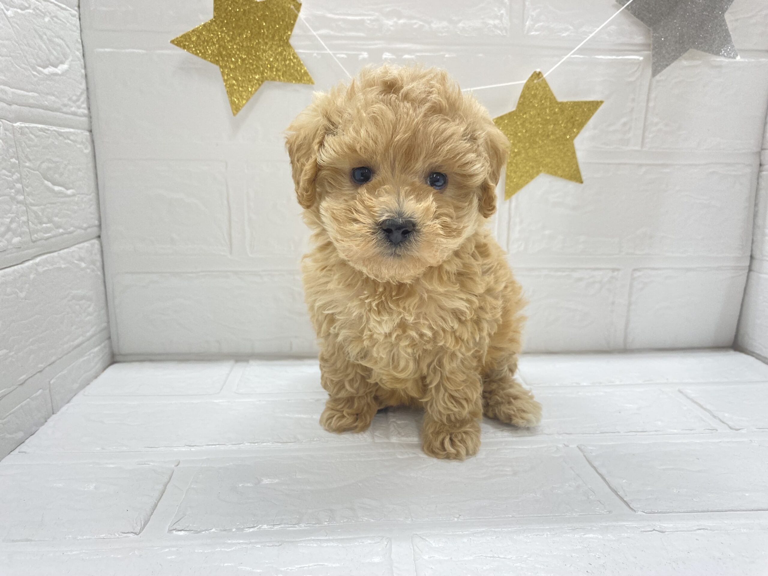 ①トイプードル