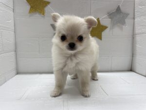 ⑫チワワ(ロング)￥361,900(税込)→11/24まで￥328,900(税込)