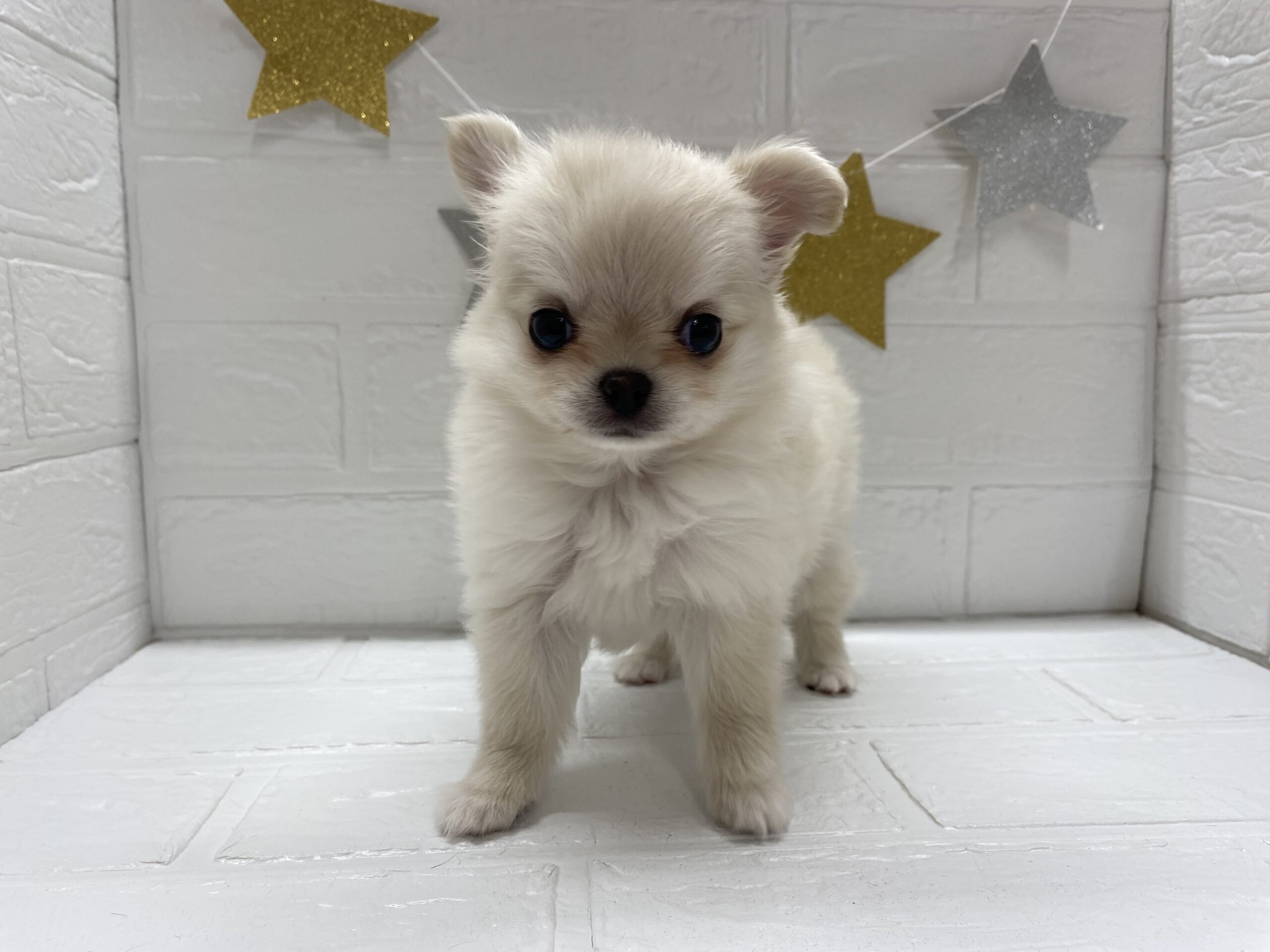 ⑫チワワ(ロング)