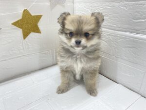 MIX(父チワワ×母ポメラニアン)￥240,900(税込)