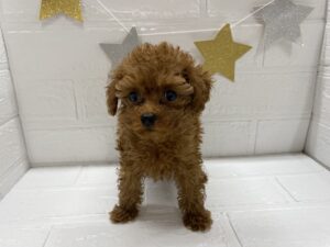 ⑧トイプードル￥460,900(税込)→11/24まで￥427,900(税込)