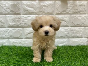 MIX(父マルチーズ×母トイプードル) ￥328,900(税込) → 11/24まで￥295,900(税込)