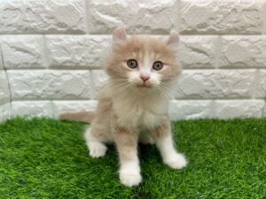 キンカロー(足長、耳カール) ￥328,900(税込)→11/24まで￥295,900(税込)