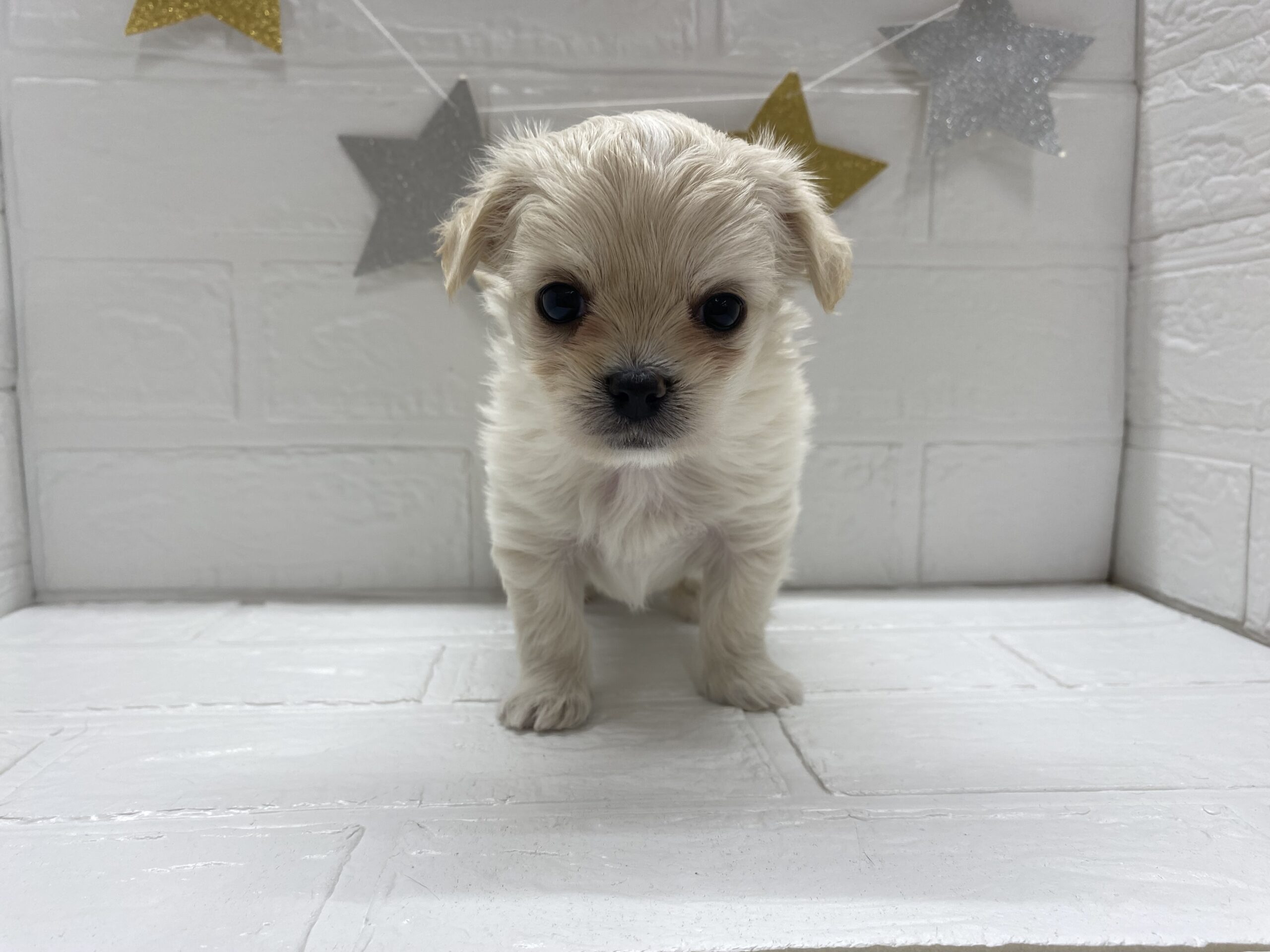 ⑩MIX(父チワワ(ロング)×母マルチーズ)