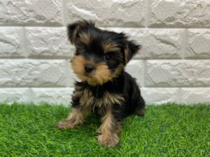 ヨークシャーテリア￥295,900(税込)→11/24まで￥262,900(税込)