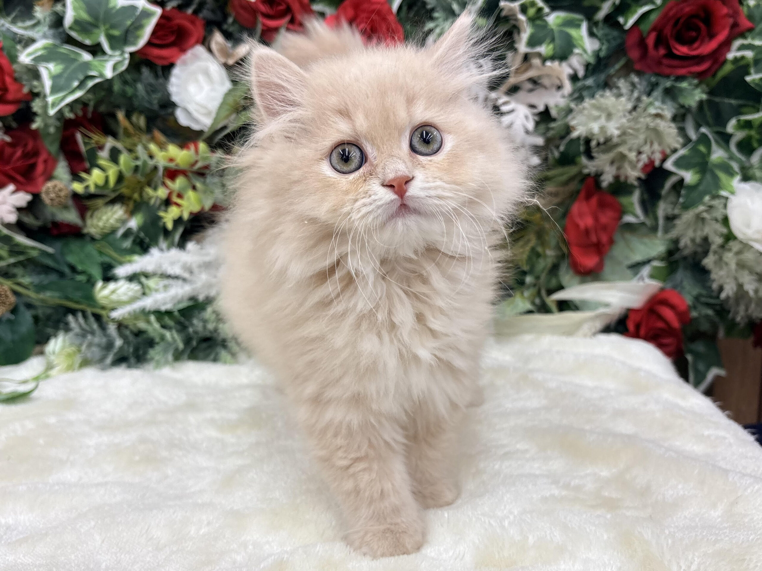 ④スコティッシュフォールド(立耳)