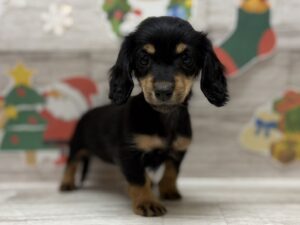 ③カニヘンダックスフンド(ロング)　￥250,800(税込)