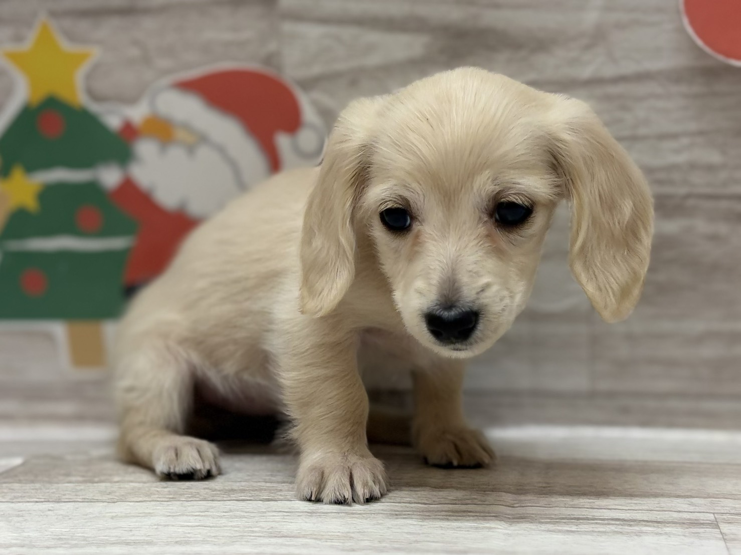 ④カニヘンダックスフンド(ロング)