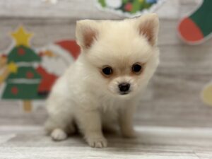 ⑤MIX(父ミニチュアダックス(ロング)×母チワワ(ロング))alt=