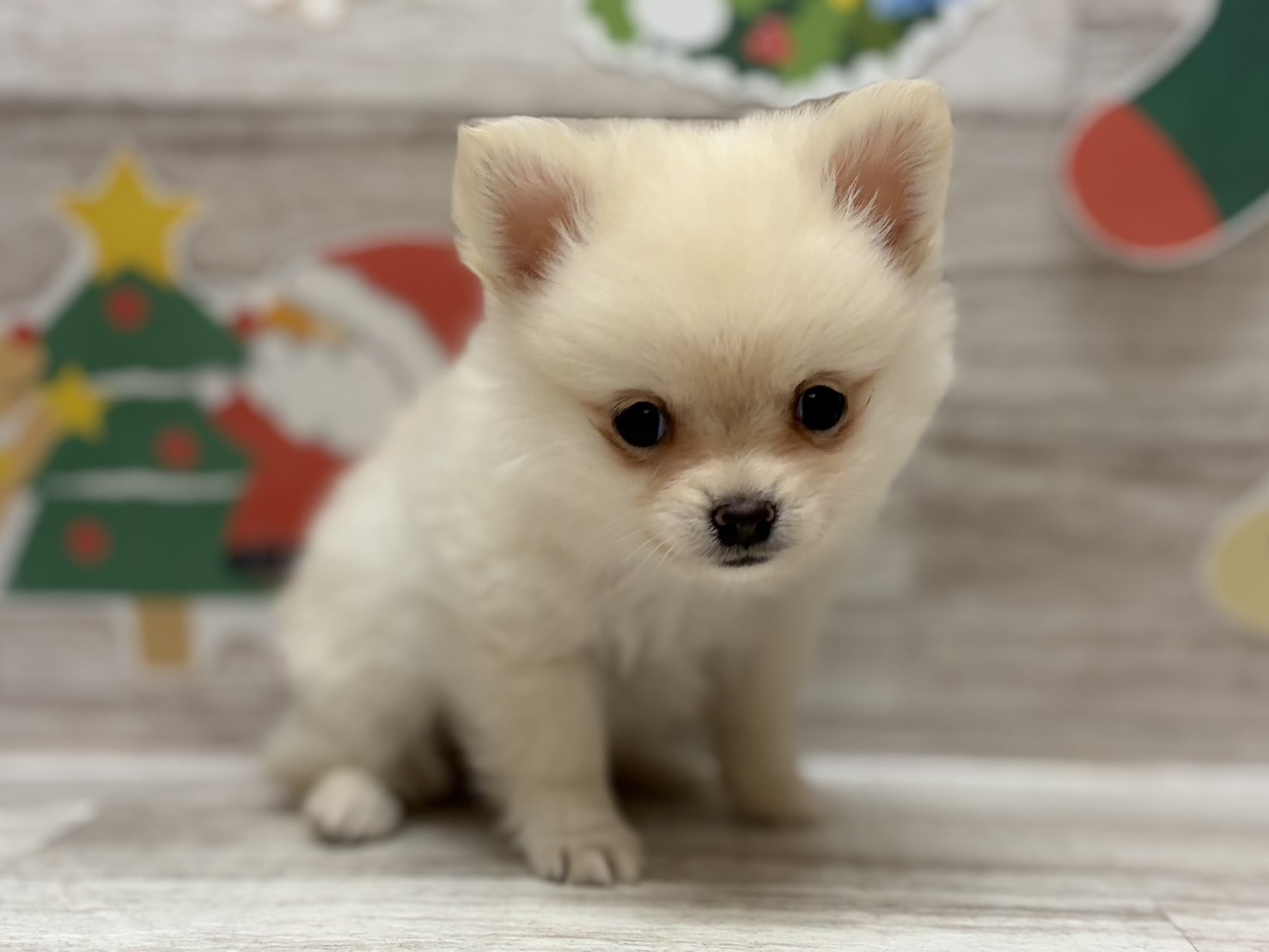 ⑤Mix(ポメラニアン×チワワ)