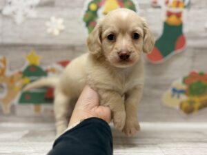 ⑥Mix(チワワ×ミニチュアダックスフンド)　alt=