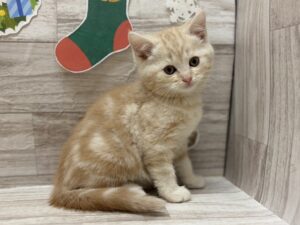 スコティッシュフォールド(立耳)￥240,900(税込)→12/30まで￥207,900(税込)