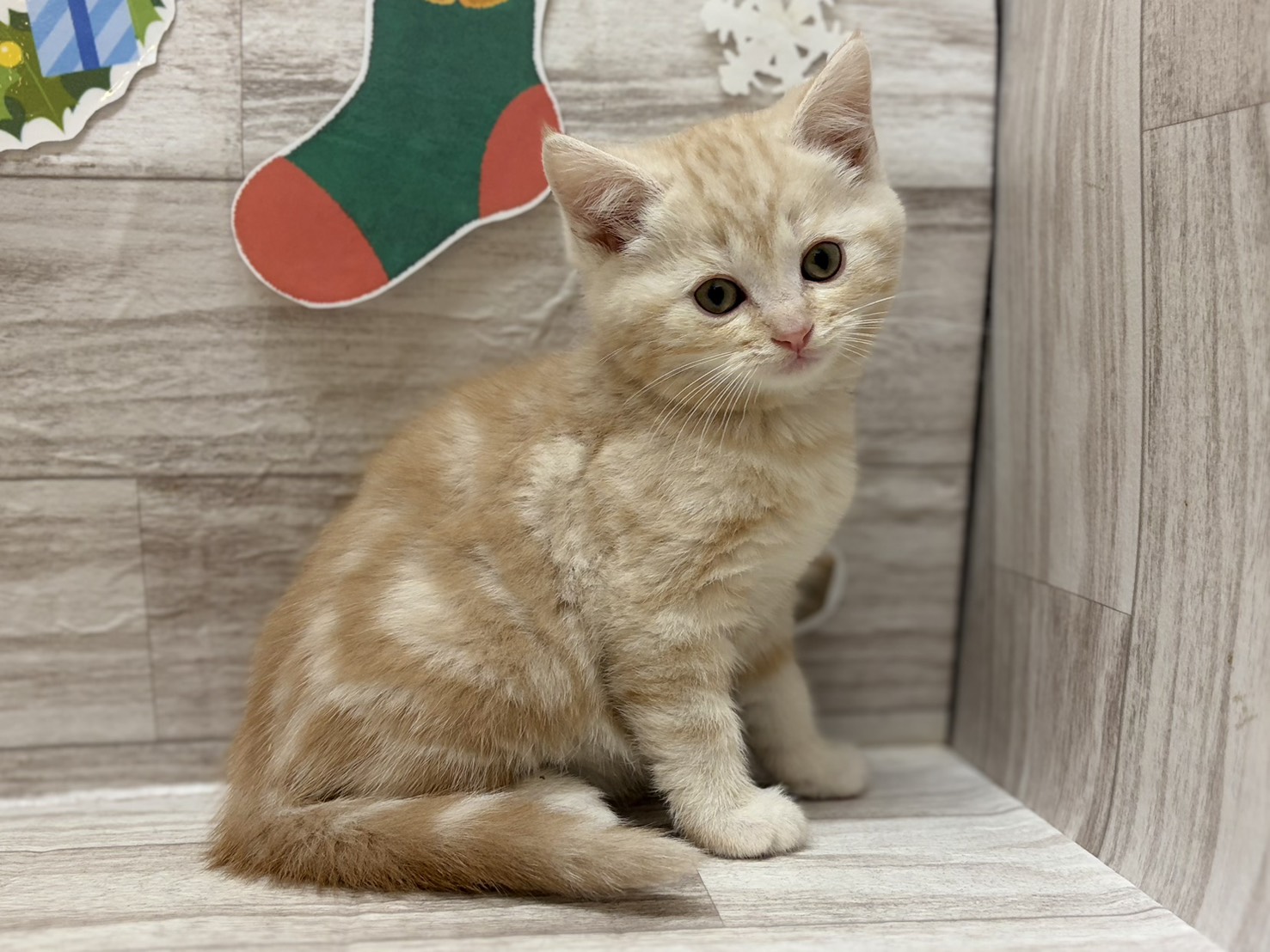 スコティッシュフォールド(立耳)