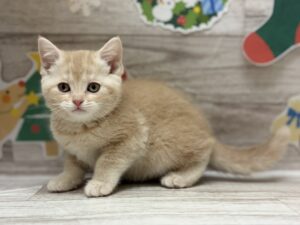 スコティッシュフォールド(立耳)￥251,900(税込)→12/30まで￥218,900(税込)