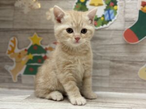 スコティッシュフォールド(立耳)　￥173,800(税込)