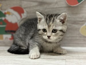 スコティッシュフォールド(立耳)　￥195,800(税込)