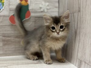 ①ソマリ　￥283,800(税込)