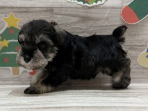 ②ミニチュアシュナウザー　￥261,800(税込)