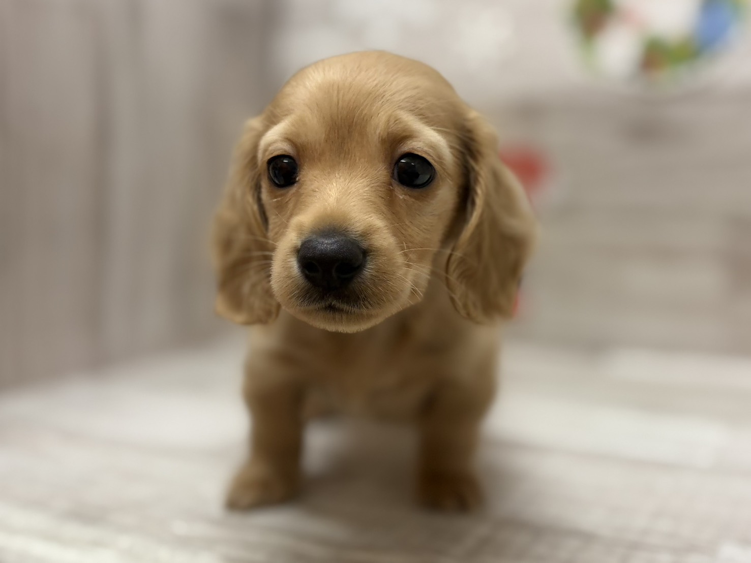 ③ミニチュアダックスフンド(ロング)