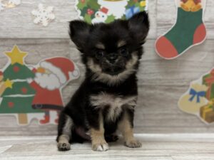 ④チワワ(ロング)　￥283,800(税込)