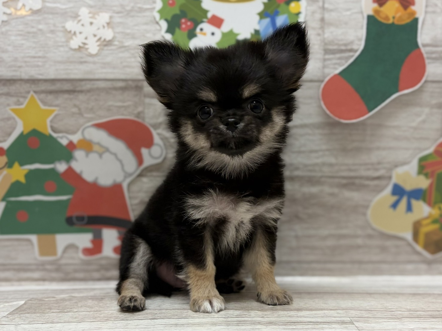 ④チワワ(ロング)