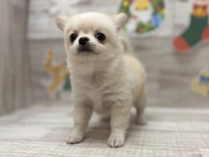 ⑤チワワ(ロング)　￥294,800(税込)