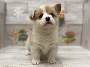 ⑥ウェルシュコーギーペンブローク　￥404,800(税込)