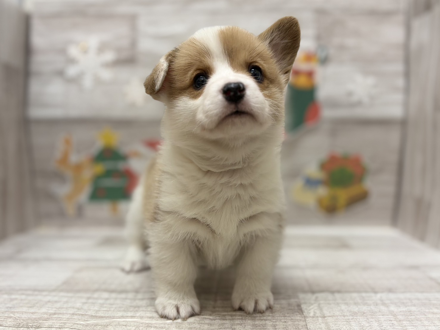 ⑥ウェルシュコーギーペンブローク