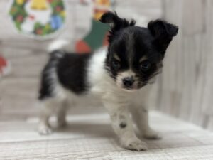 ⑦Mix(チワワ×パピヨン)　￥261,800(税込)→12/31まで¥228,800(税込)