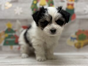 ⑧Mix(マルチーズ×チワワ)　￥206,800(税込)