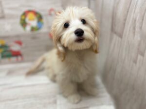 ⑥Mix(マルチーズ×ミニチュアダックスフンド)　￥228,800(税込)→￥140,800(税込)