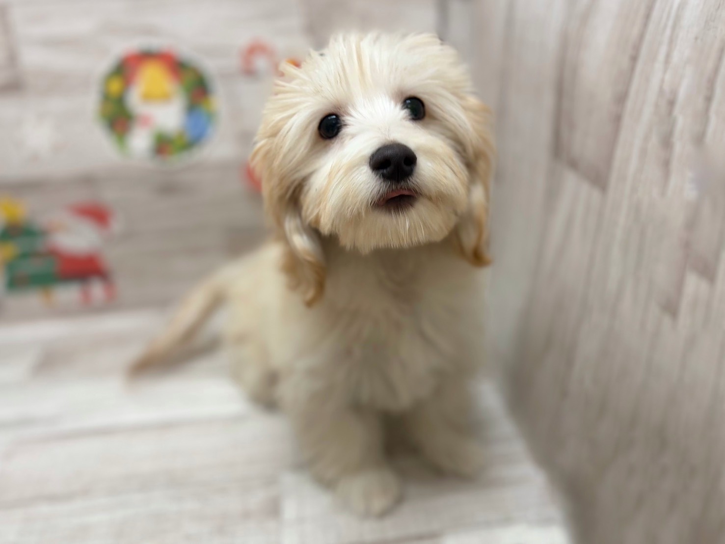 ⑥Mix(マルチーズ×ミニチュアダックスフンド)　