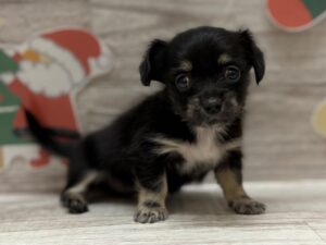 ①Mix(チワワ×ミニチュアダックスフンド)　￥272,800(税込)