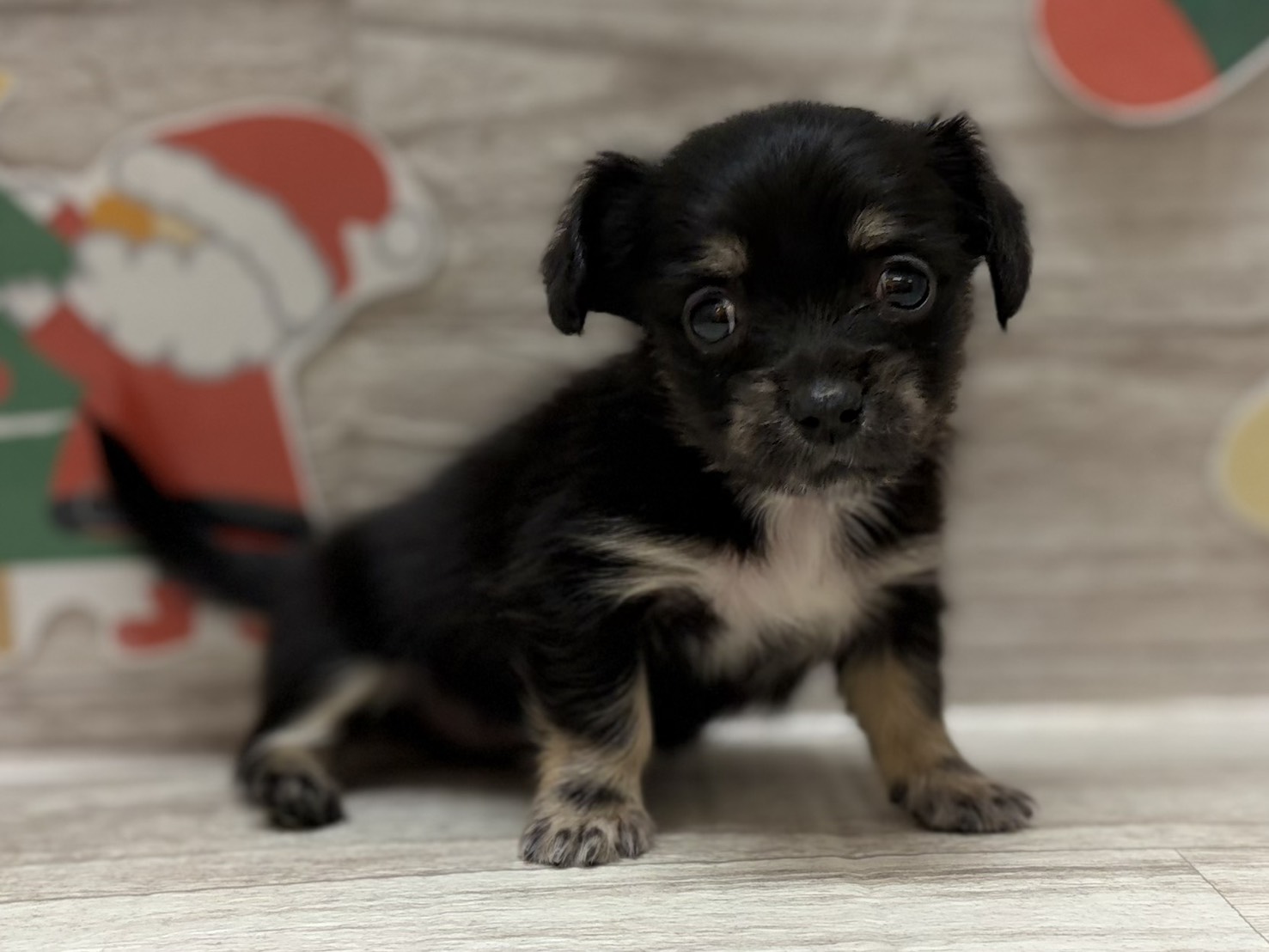 ①Mix(チワワ×ミニチュアダックスフンド)