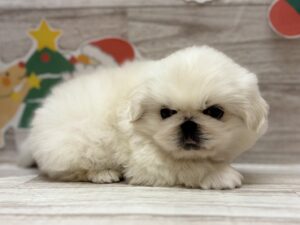 ②ペキニーズ　￥294,800(税込)