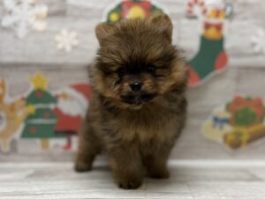 ③ポメラニアン　￥250,800(税込)
