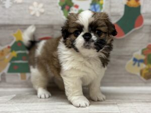 ④Mix(チワワ×シーズー)　￥217,800(税込)