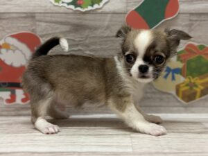 ⑤チワワ(ロング)　￥206,800(税込)